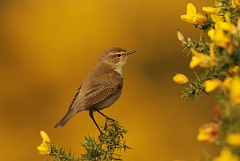 David Plant Photography - Wildlife Photography - Chiffchaff - D